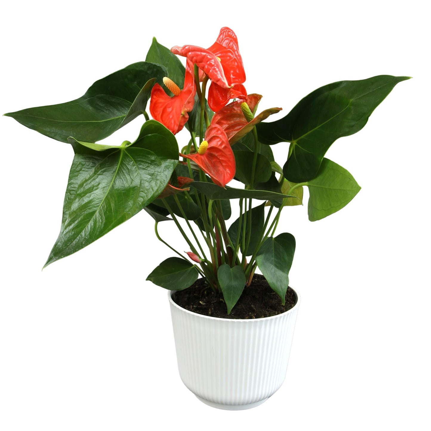 Orange Anthurium Live Plant Decor (Approx. 16-19" Tall), Real Flowers/House Plants in 6" White Pot, Floral Air Purifying Houseplants, Cool & Unique Gifts by Plants for Pets