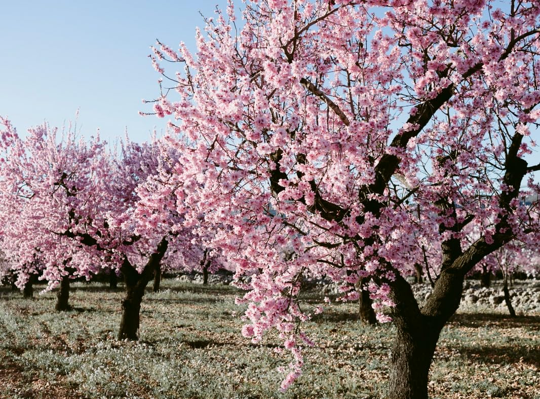 Pink Flowering Almond Shrub (Flowering Plum Bush) - 18-24" Tall Live Plant - Gallon Pot - Fragrant Pink Blossom Ornamental Tree - Prunus triloba