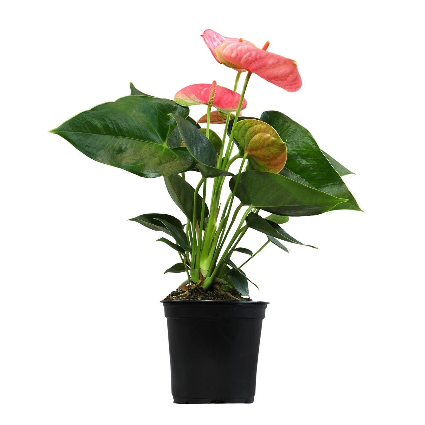 Pink Anthurium Live Plant (Approx. 13-16" Tall), Real Flowers/Unique House Plants in 4" Nursery Pot, Floral Office Plants, Air Purifying Plants & Cool Gifts for Plant Lovers by Plants for Pets