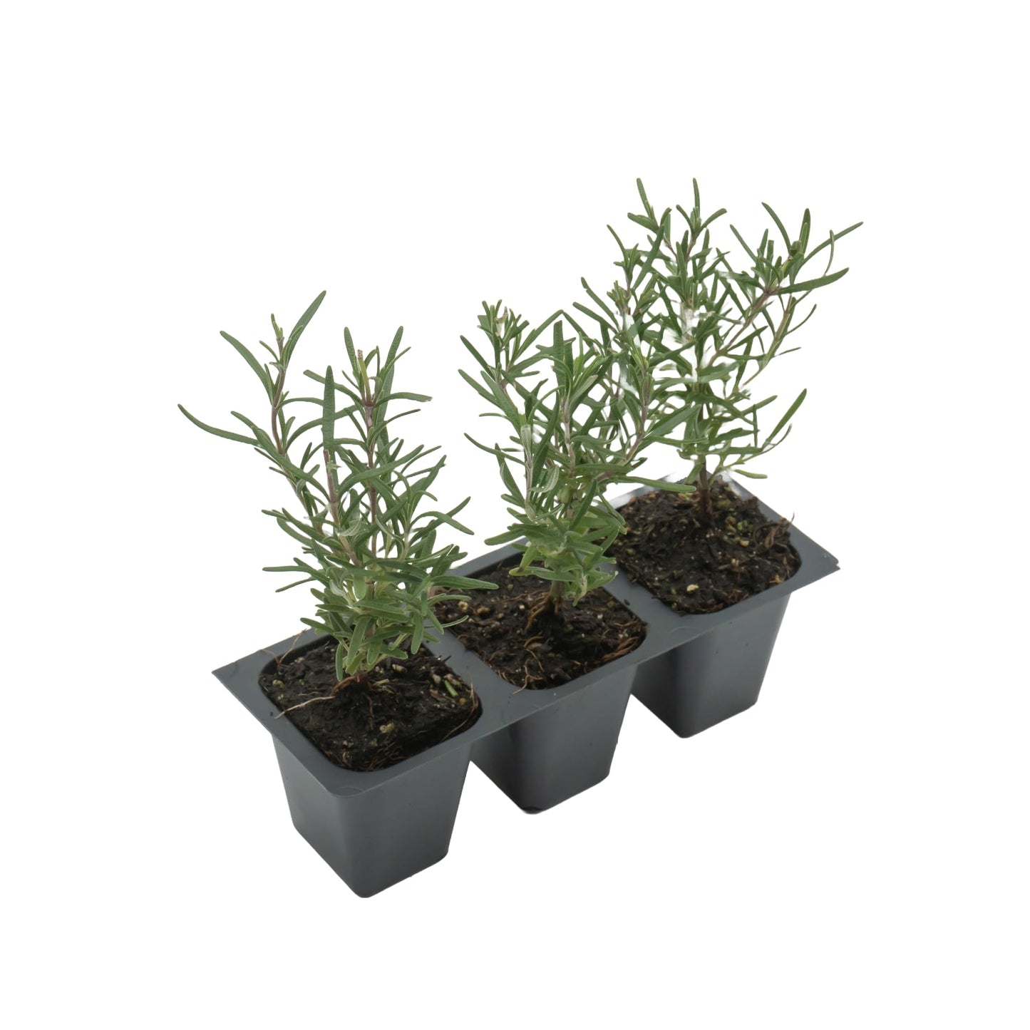 3 Tuscan Blue Rosemary, Live Plants – Rosmarinus Officinalis – Hardy & Fragrant Herb in 2.5” Nursery Pots – Grows Up to 5 Ft, Easy to Maintain, Great for Cooking, Landscaping & Aromatherapy