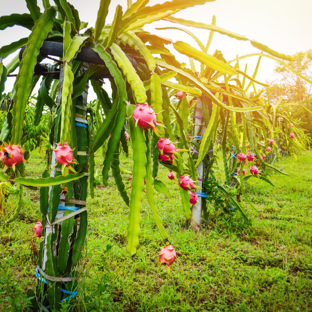 White Dragon Fruit Live Plant, Tropical Sweet Fruit Plant, Well Rooted in 4'' Pot, Ready to Grow