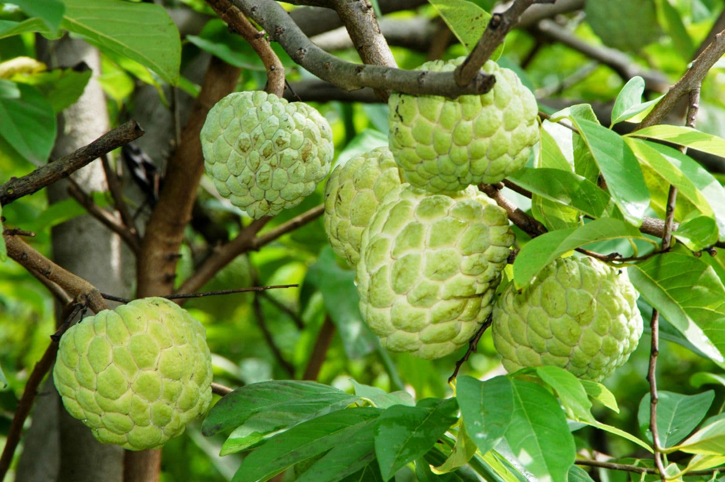 Sugar Apple Tree (Annona) – 3 Feet Tall and the Tree May Begin Flowering Next Season. Shipped in Pot. We do NOT Ship to California or Hawaii Due to Agricultural restrictions.