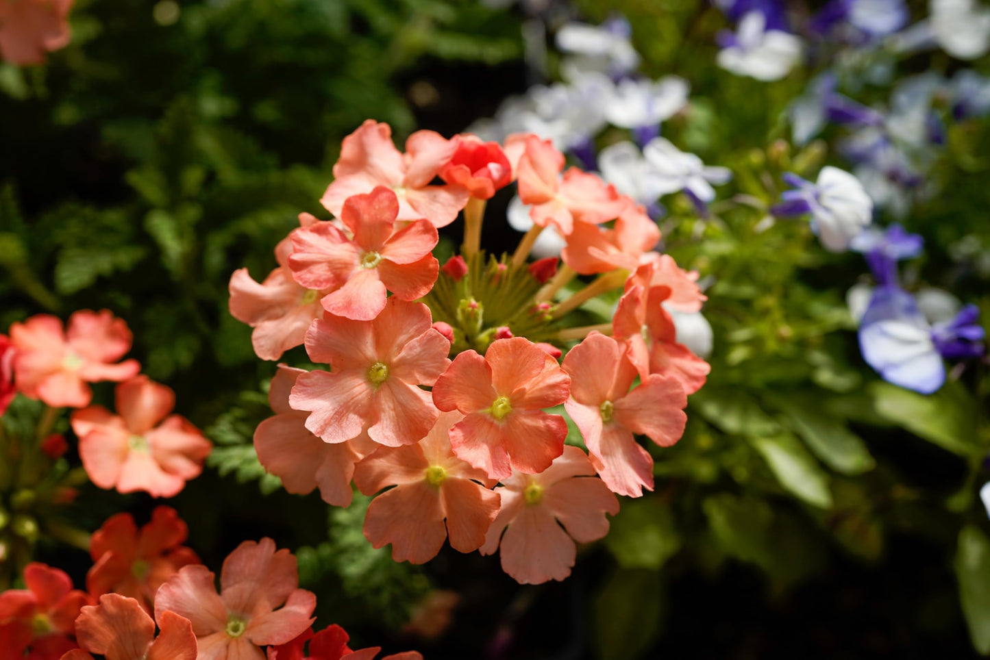 Dwarf Apricot Verbena Seeds, Fragrant Butterfly Flower, Apricot, Spring to Fall Bloom, Sun, 50 Seeds