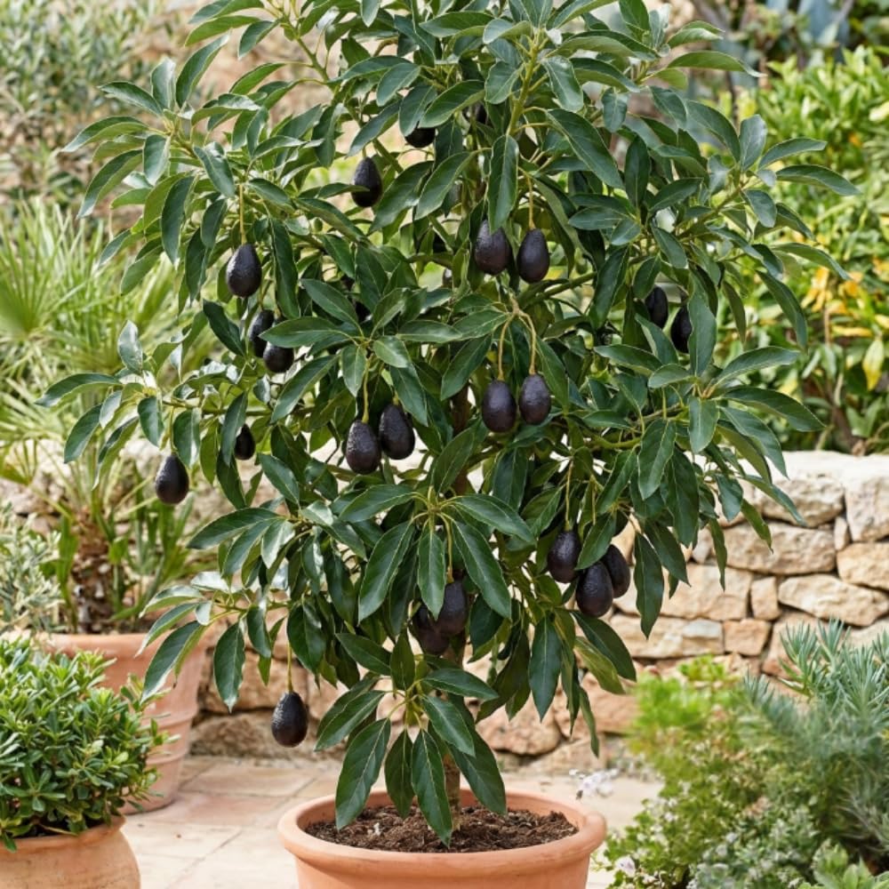 Dwarf Avocado Plant Live, Avocado Fruit Tree in 3 Gallon Pot, Cold Hardy Avocado Plant for Container or Garden, 1-2 Feet Tall, No Ship to CA