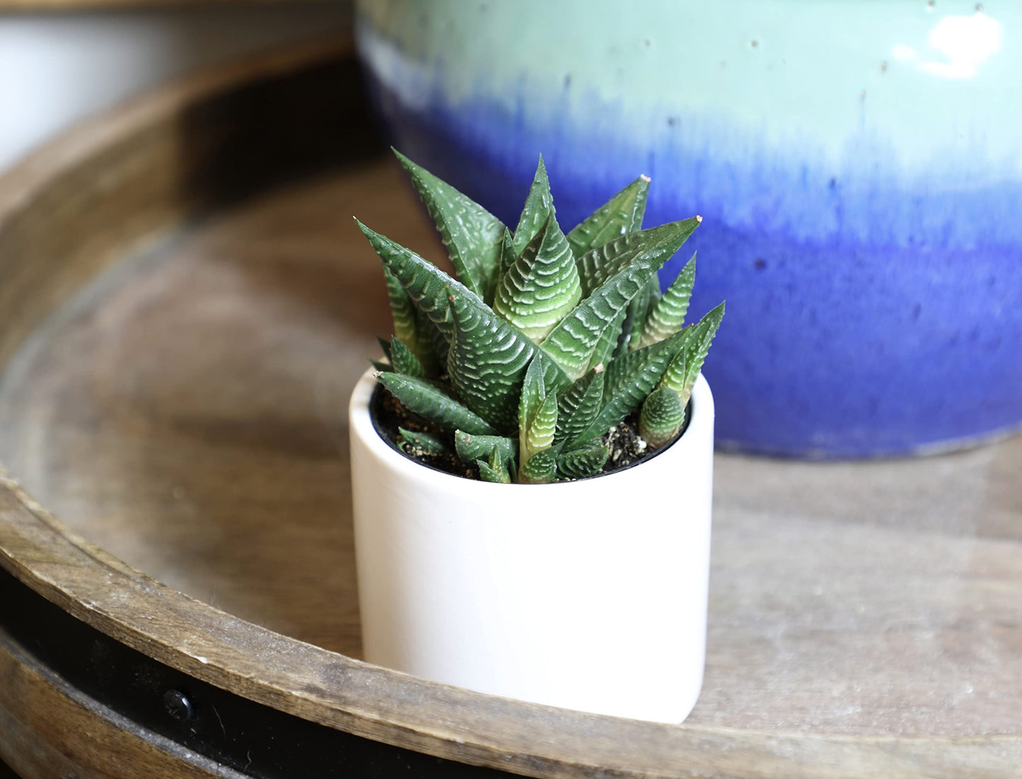 Haworthia Succulent Plant Live in White Planter, Live Succulents Plants Live Plants, Live Indoor Plants Live Houseplants, Low Light House Plants, Succulent Plants Cactus Plants Live by Plants for Pets