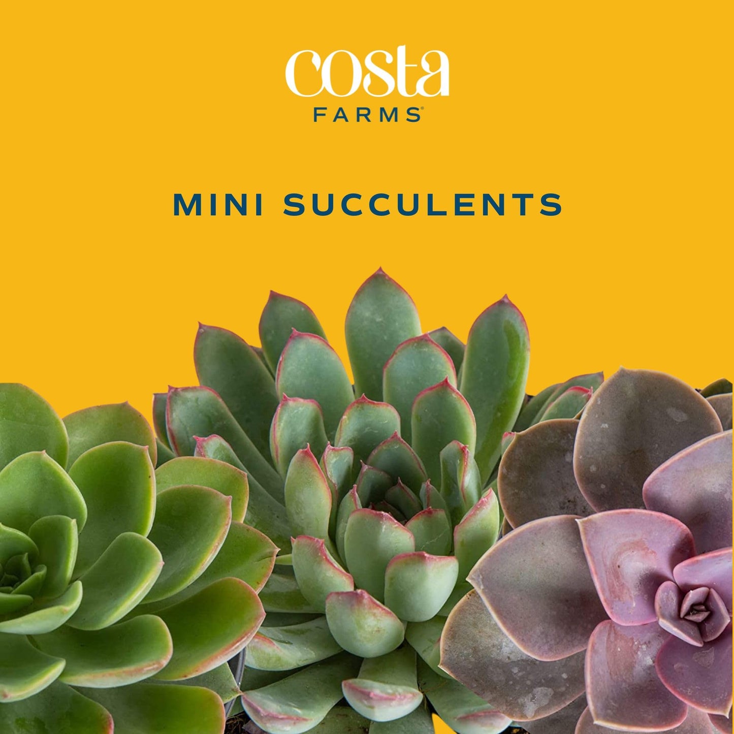 Costa Farms Succulent Plant, Live Indoor Mini Succulent Plant in Hanging Basket Succulents Plant Pot, Potting Soil Mix, Grower's Choice, Easy Grow Houseplant, Home and Room Decor, 2-Inches Tall