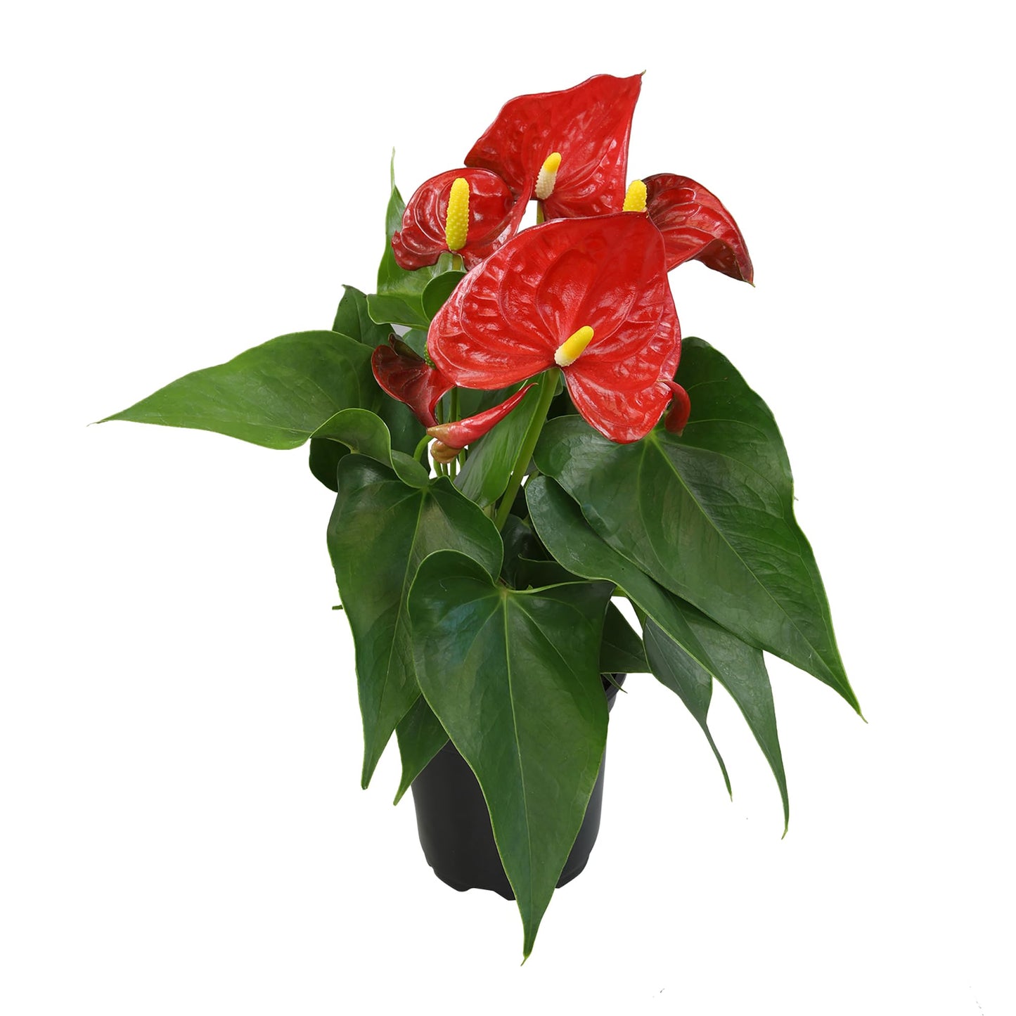 4" Red Anthurium Live Plant Decor, Live House Plants, Anthuriums Live Plants Indoor Plants Live Houseplants, Real Plants Indoor Live Plants, Easy Plant Lover Gifts for Plant Lovers by Plants for Pets