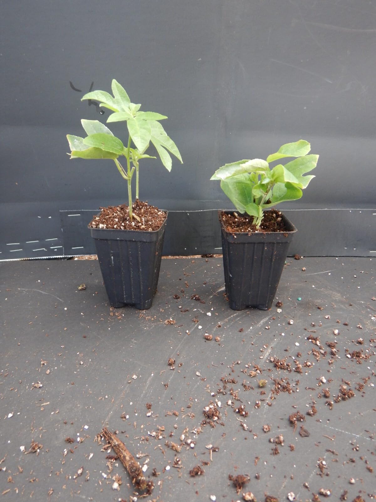 Live Plant - Blue Crown AKA Vine Blue Alato-Caerulea Passiflora Passion Fruit Starter Plant