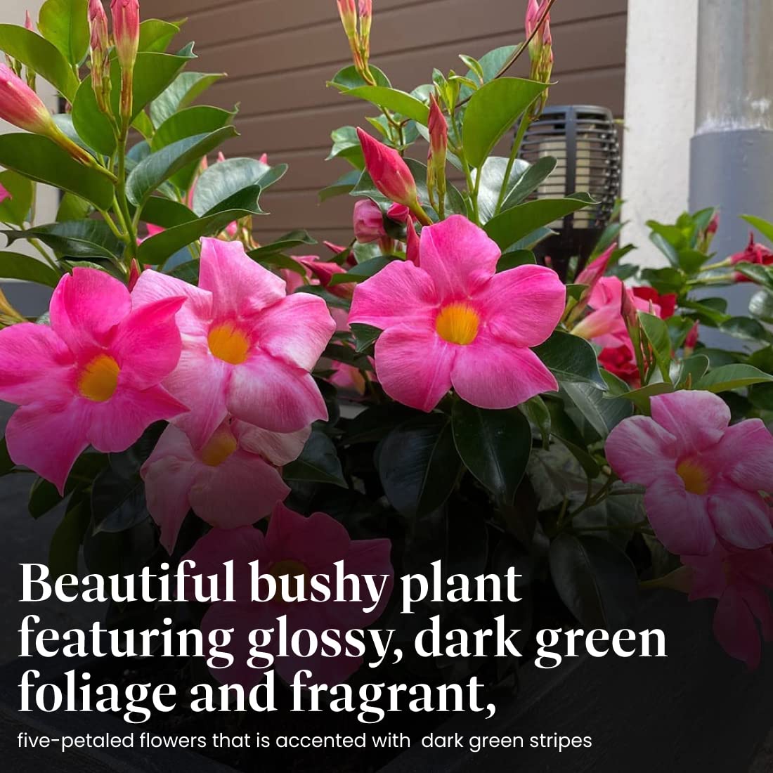 American Plant Exchange Dipladenia Bush 'Pink', 6-Inch Pot, Continuous Blooms, Easy-to-Care Live Plant for Indoor & Outdoor Use, Flowering Shrub Perfect for Landscapes, Container Gardens & Patios