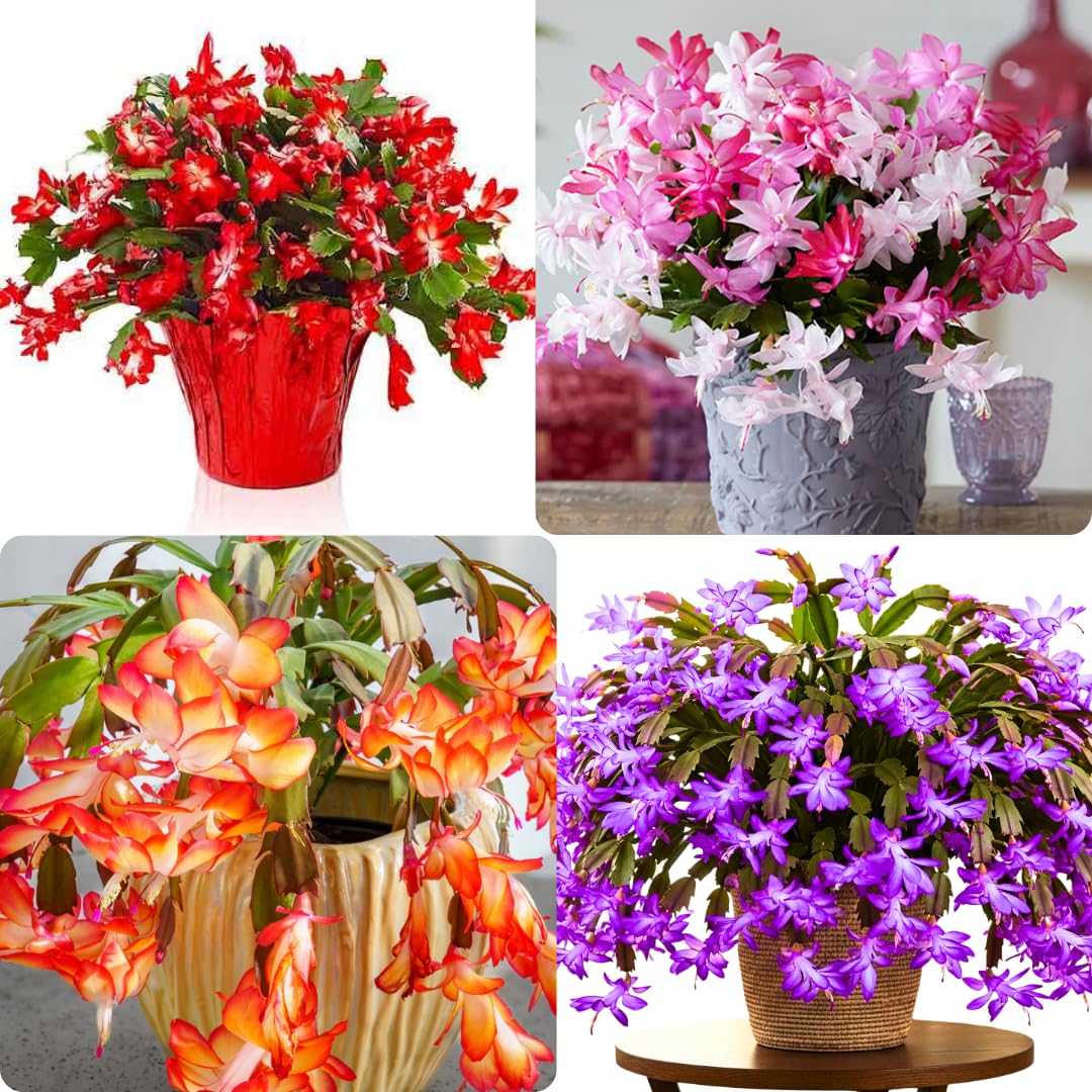 1 Thanksgiving Christmas Cactus Plants Live in 4" Pot, Houseplant Holiday Cactus, Vibrant Single Color Blooms Indoor Outdoor, Zygocactus Like, Winter Hardy (Random)