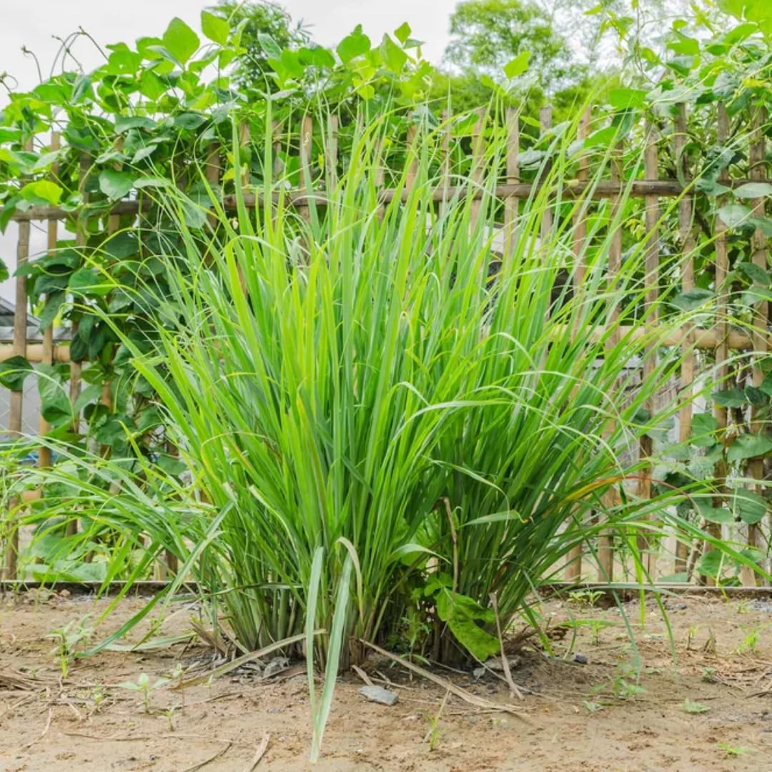 4 Lemon Grass Live Plants, Live Lemongrass Plants, 10 Inches Long, Herb Plant, Well Rooted for Planting