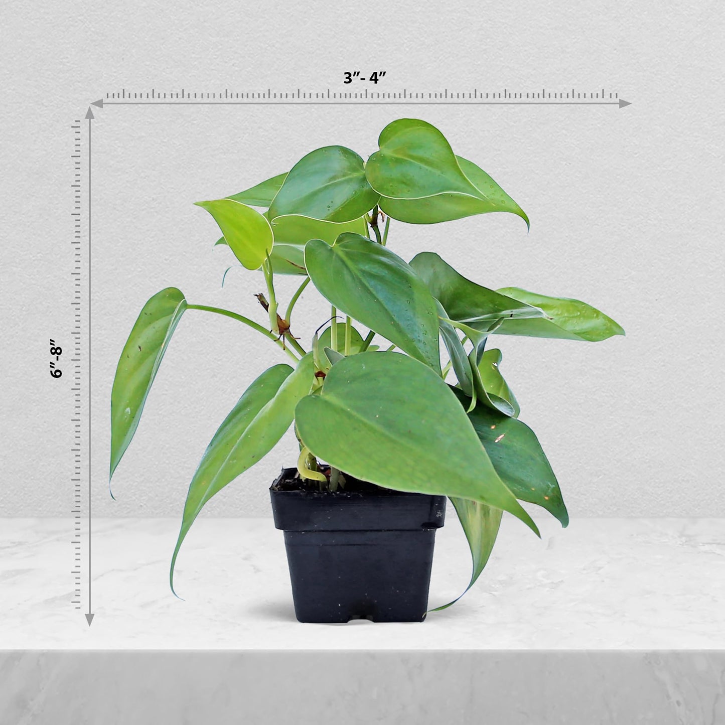 6 Pack Live Heartleaf Green Philodendron in 3 Inch Pots, Philodendron Hederaceum Indoor Houseplants, Vining Live Plants