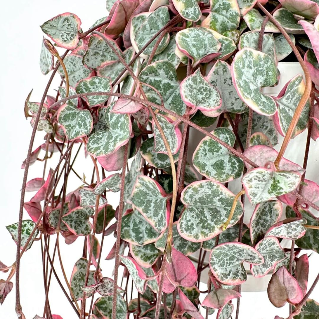 Variegated String of Hearts Live Plants, Easy Indoor Trailing Succulent in 2.5" Pot, Hanging Succulent Houseplant Indoor Outdoor Planting