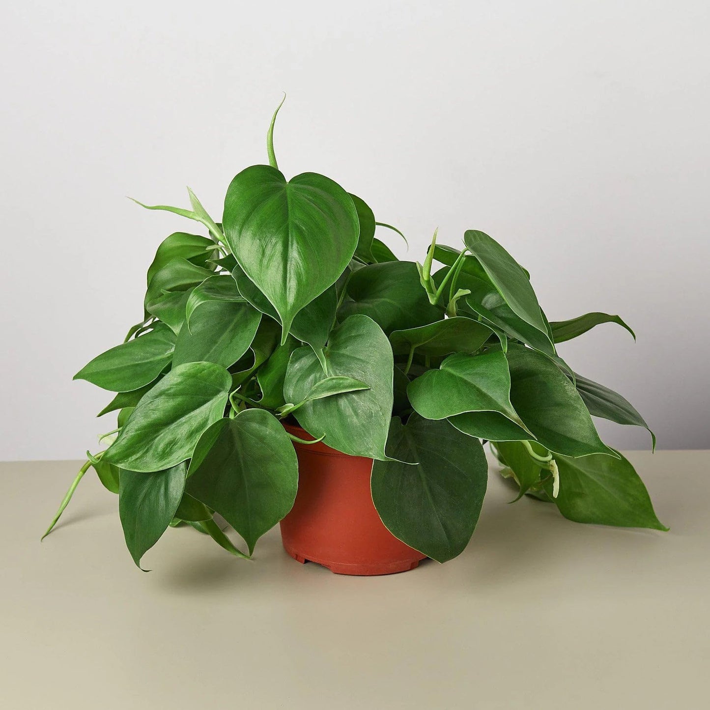 2 Pack Philodendron Cordatum Heartleaf in 4in Pot - Live Plants Tropical Houseplants | Variegated | USA Growers | The Snobby Leaf