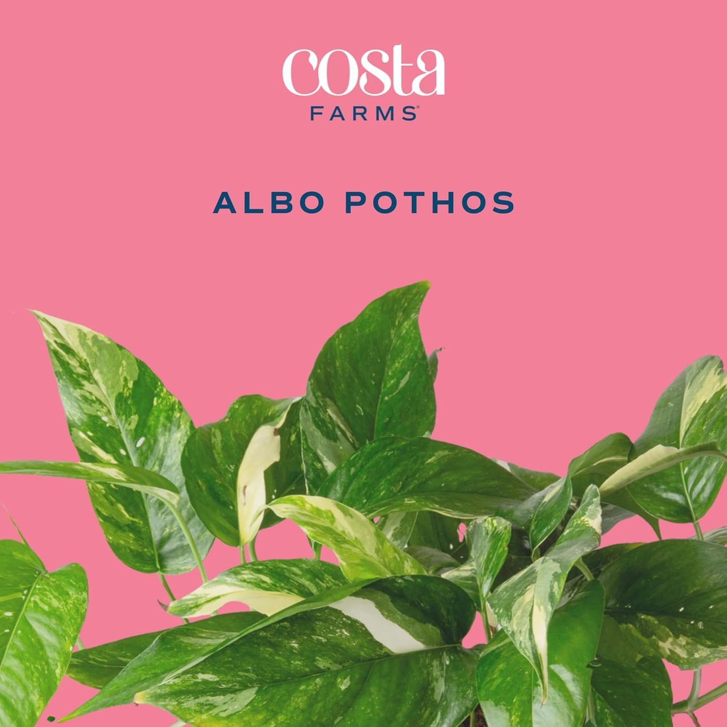 Costa Farms Albo Variegated Pothos Live Plant in Self Watering Pot, Air Purifying Indoor Houseplant, Perfect for Home, Room, or Office Decor, Great House Warming or Birthday Gift, 12-18 Inches Tall