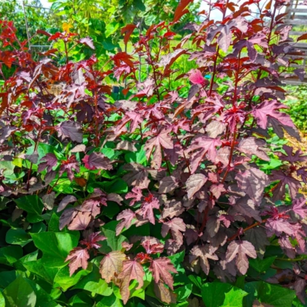 2 Cranberry Hibiscus Plants Live, 4-7 Inches Tall, Edible Foliage Plant, Red Burgundy Hibiscus Flowers