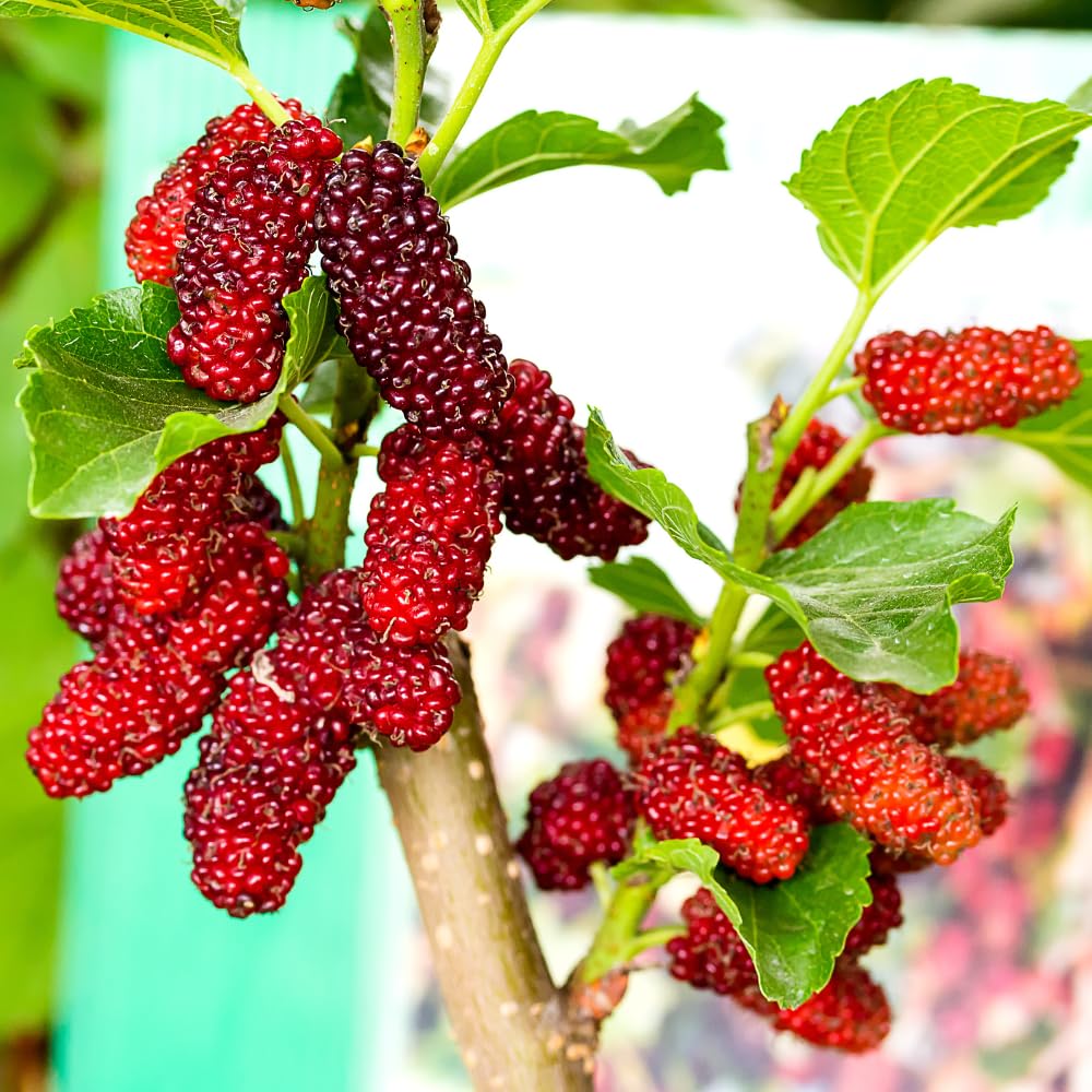 Mulberry Tree Live Plant, Mulberry Plant, Sweet and Edible Mulberries Fruit Seedlings for Patio and Garden, 6 to 8 Inches Tall (Red)