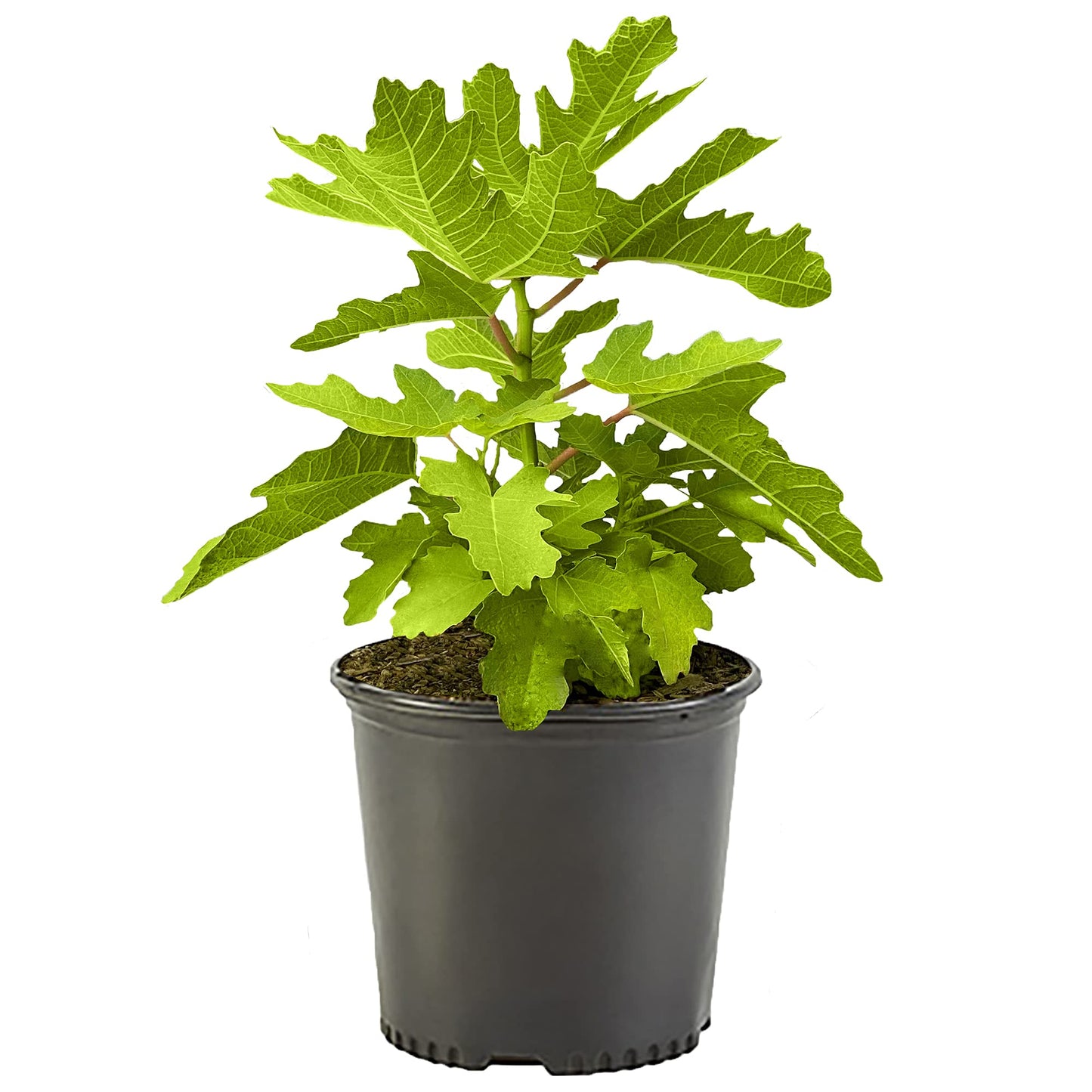 Fig 1 Gal. Black Mission Fig Plant