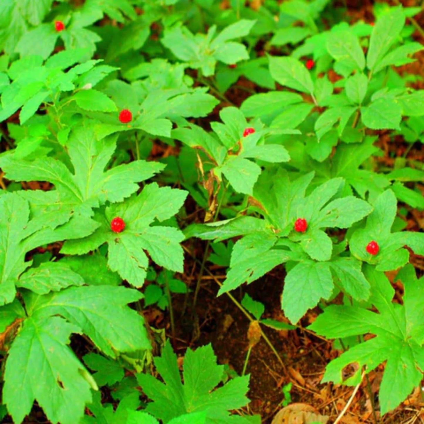 Pack 10 Goldenseal Roots, Golden Seal Live Plants for Outdoor Growing