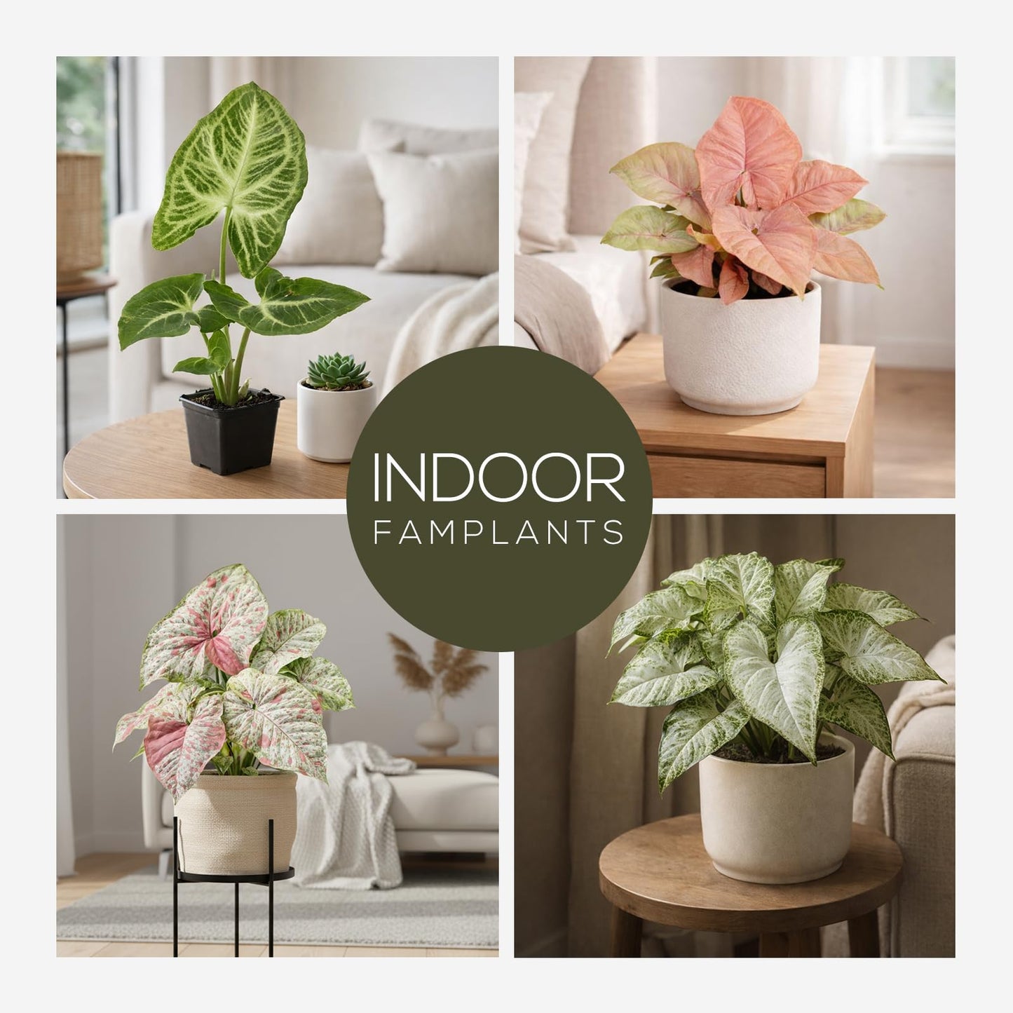 Syngonium Plant Collection (4 Pack) Live Starter Plants, Batik, Holly M, Milk Confetti, Neon Robusta, Rare Indoor Houseplants, Easy Care Arrowhead Vine Plants Live