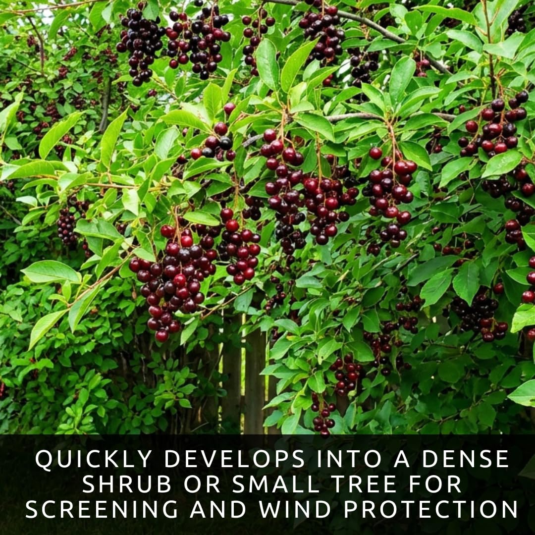 3 Chokecherry Tree Live Plants (Prunus virginiana) – Hardy Native Fruit Shrub – Edible Dark Red Berries – Fast Growing Outdoor Landscaping Plant – Well Rooted Ft Starter Plant