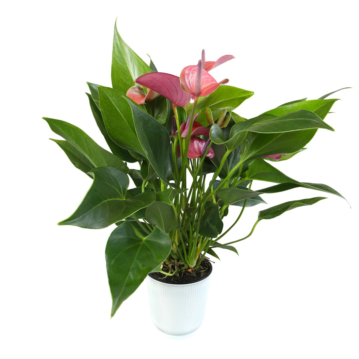 Blooming Purple Anthurium Live Plant Decor (Approx 8-11" Tall), Easy to Grow Flowering Houseplant in 4" White Pot by Plants for Pets