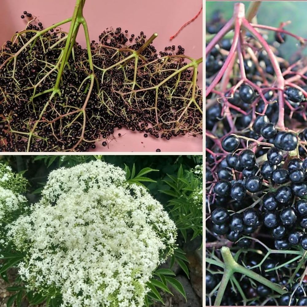 Sweet Black Elderberry Plants Live for Growing 2 to 3ft Tall, Black Elderberry Bush Live Plants, Elderberries Fruits Trees