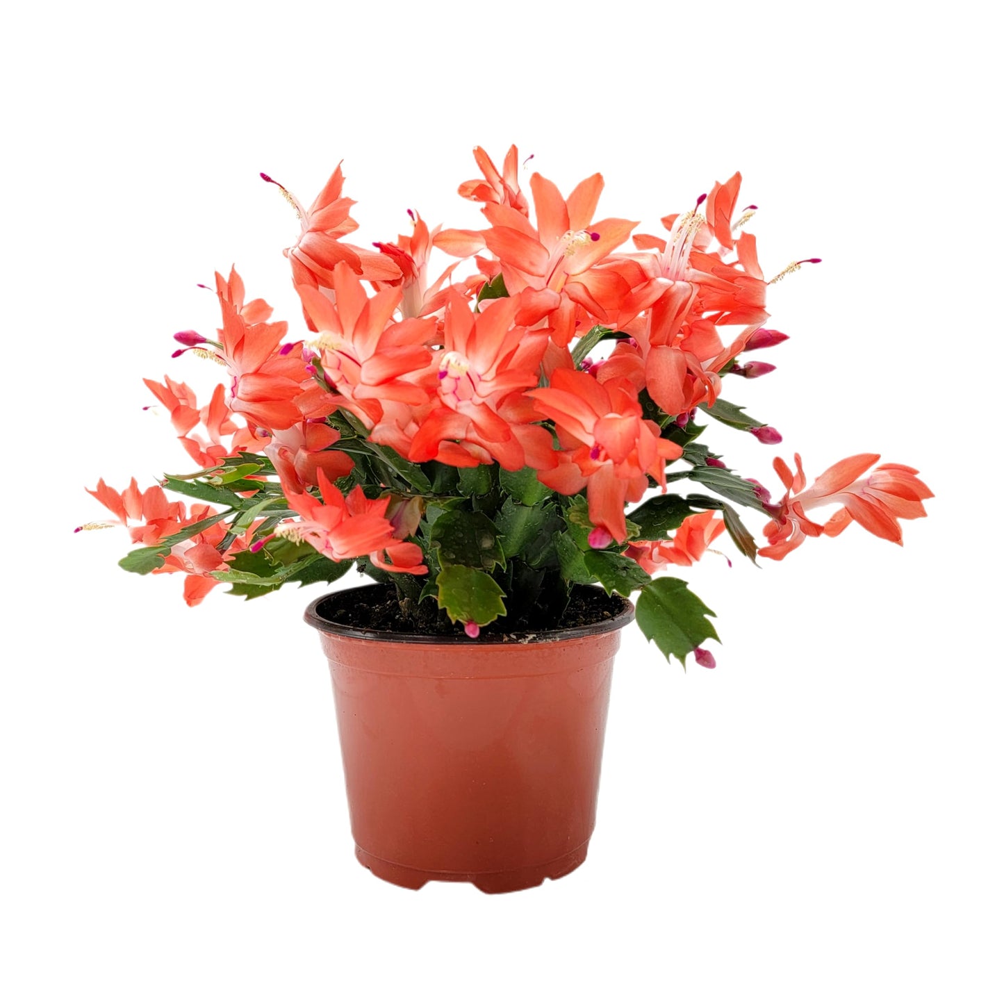 Wonderland Flora Thanksgiving Cactus, Live Indoor Plant, Flowering Houseplant, Orange Seasonal Blooms, 4-Inch Pot, Pet Safe Holiday Decor, Free Heat Pack