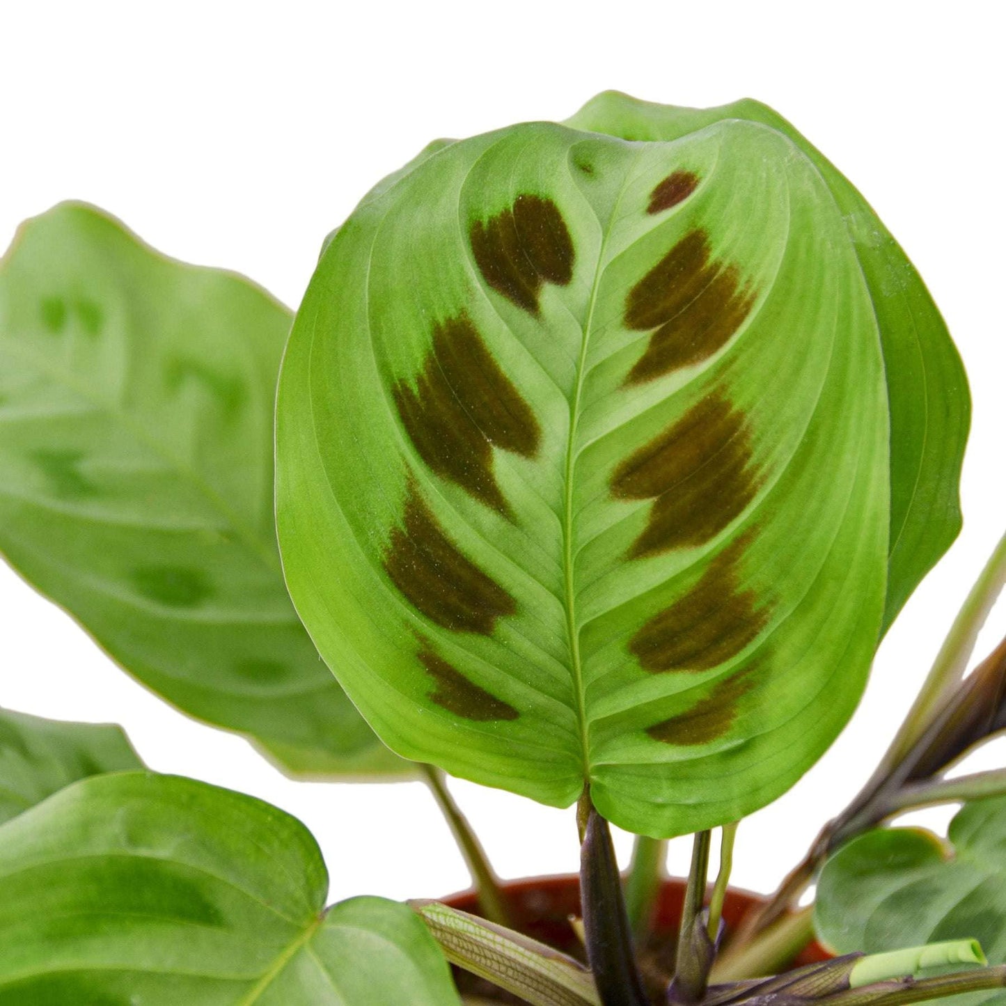 Maranta Leuconeura Live Plant for Indoor | Different Houseplants in 4'' & 6'' Pot | Real House Plant for Living Room, Office, Desk & Bathroom | Prayer Plant