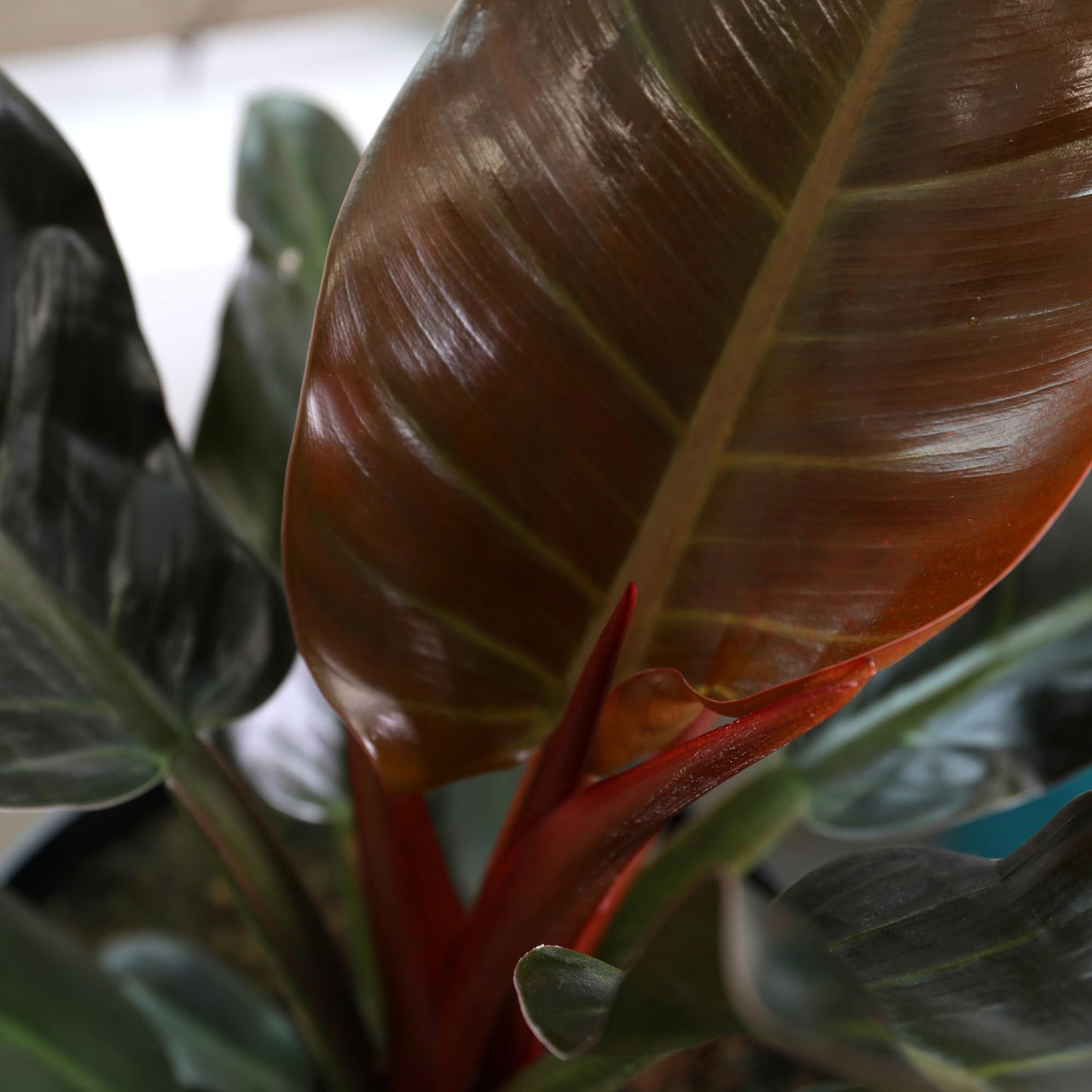 Green Circle Growers 8in Philodendron Imperial Red in Grower Pot