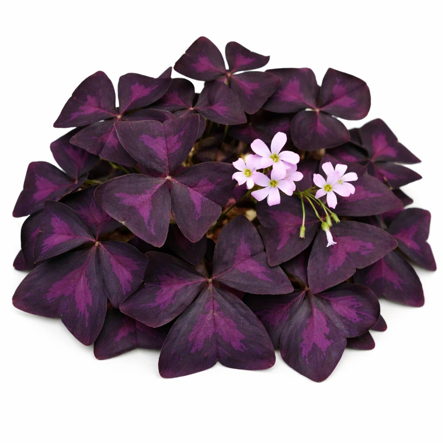 Easy to Grow Oxalis Triangularis Purple Shamrocks Pack of 20 Plant Bulbs - Purple Foliage with Light Lavender Flowers, Indoor Outdoor Low Maintenance
