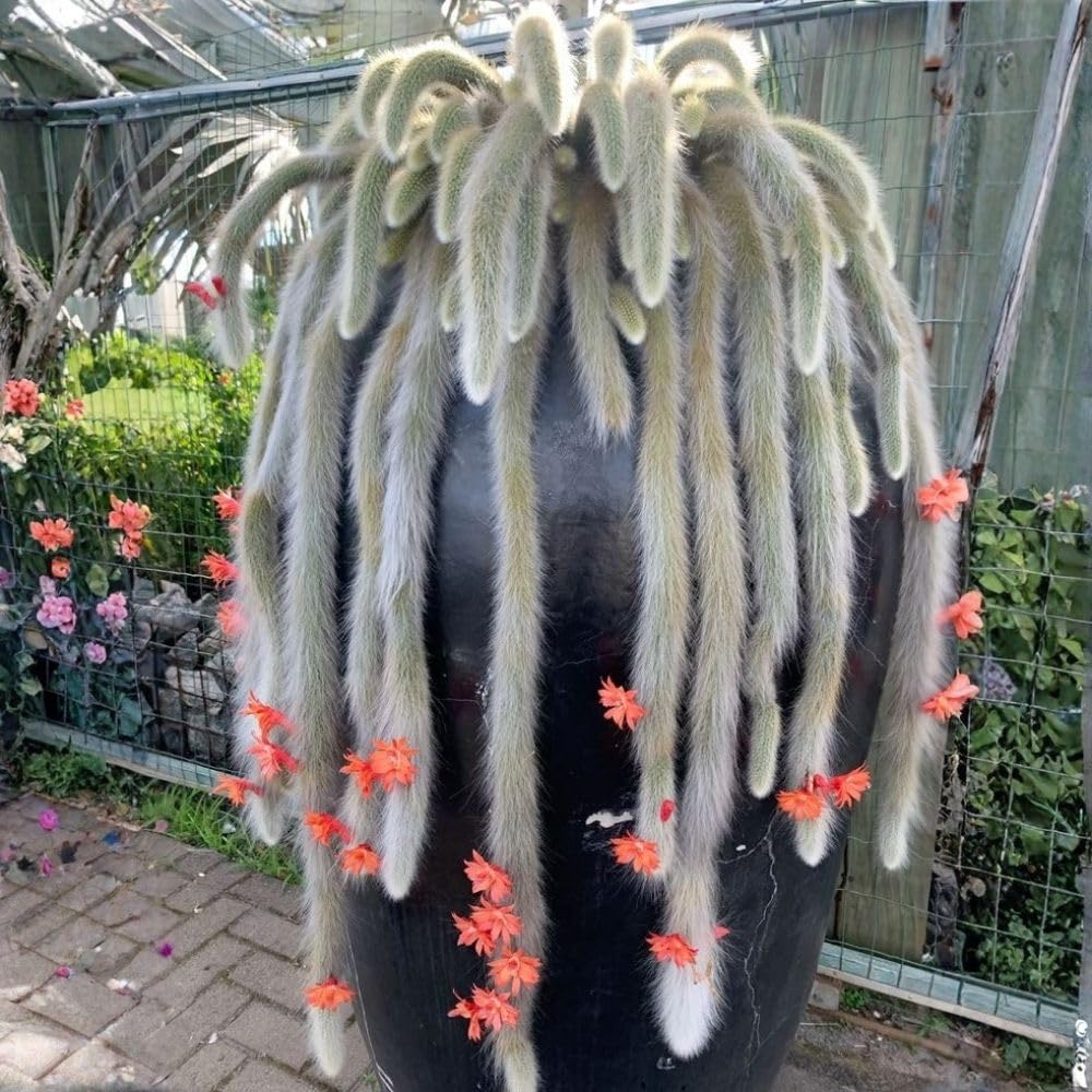 Rare Monkey Tail Cactus Live Plant in 2 Inch Pot, Trailing Cactus Succulent for Indoor Outdoor Planting