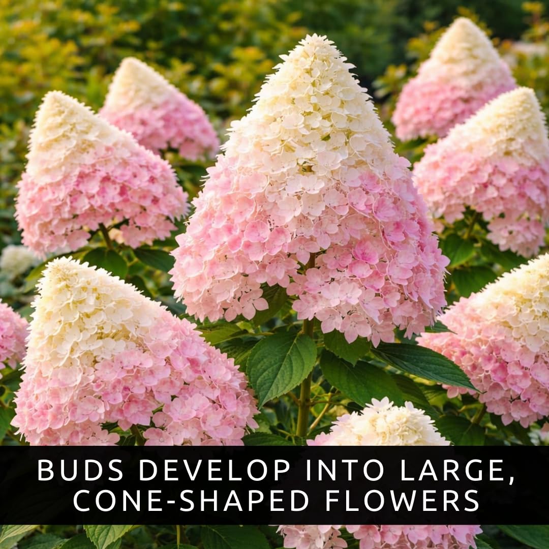 Pee Gee Hydrangea Live Plants – Hydrangea Paniculata ‘Grandiflora’ – Large Pink & White Cone-Shaped Blooms – Hardy Flowering Landscape Shrub – Live Garden Plant (1 Plant)