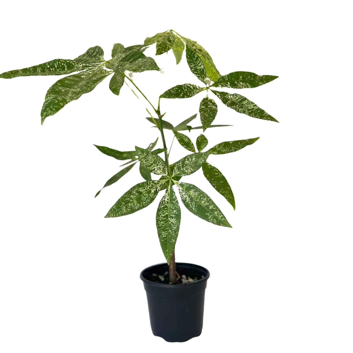 Live Money Tree Plant – 4” Indoor Pachira Glabra Variegated Fully Rooted | Albo Varieagata Rare Indoor Houseplant | Air-Purifying for Home, Office & Gifts (Heat Pack Included)