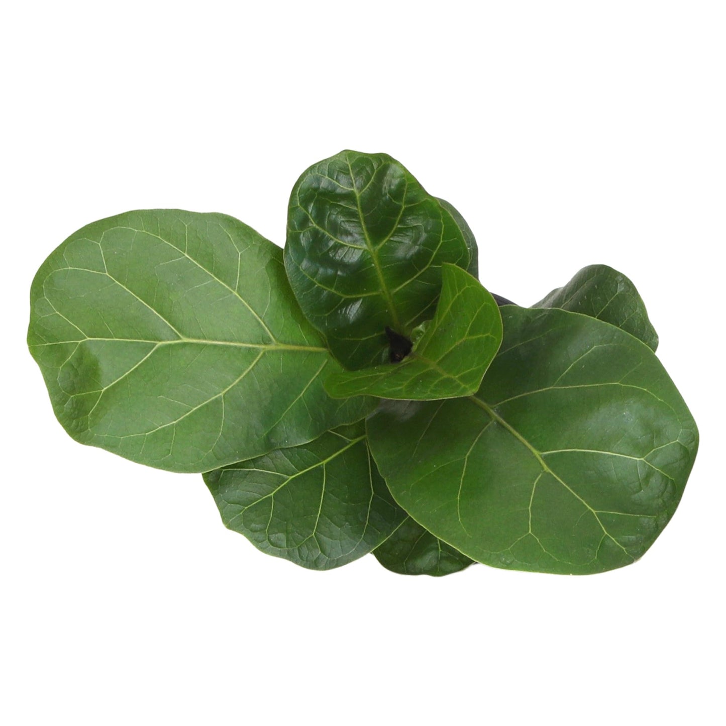 Altman Plants Fiddle Leaf Fig Ficus Tree Live Plant Decor, Real House Plant with 4 Inch White Plastic Plant Pot, Desk Plant & Office Plant, Grown in Indoor Plant Potting Soil Mix, Easy Plant Gift