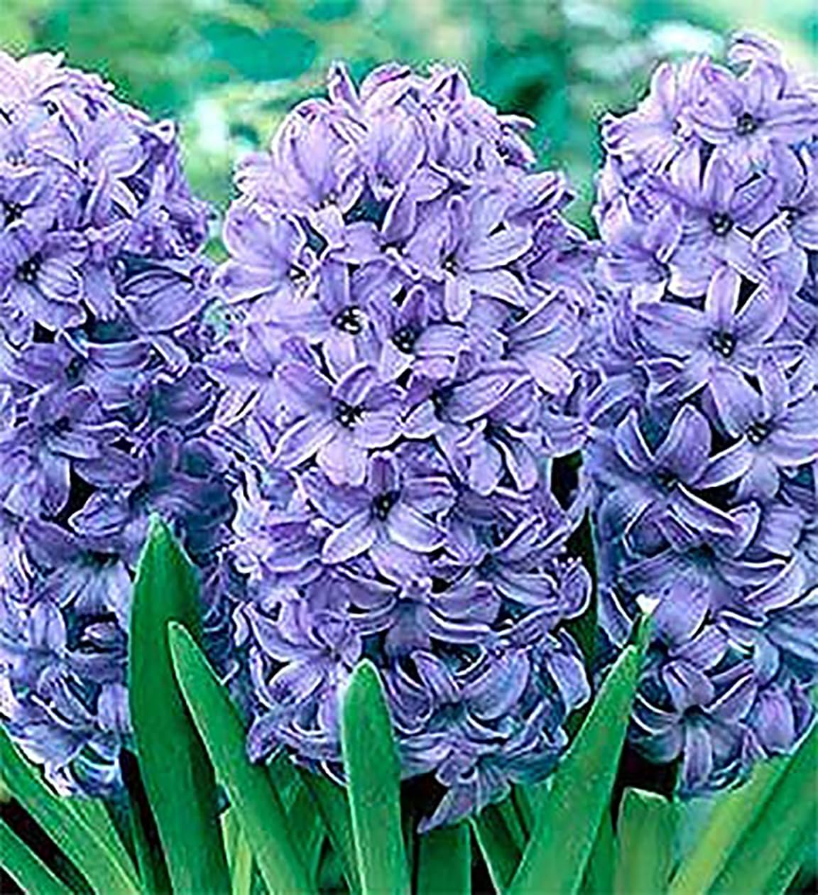 5 Delft Blue Hyacinth Bare Root Bulbs Bulbs Only