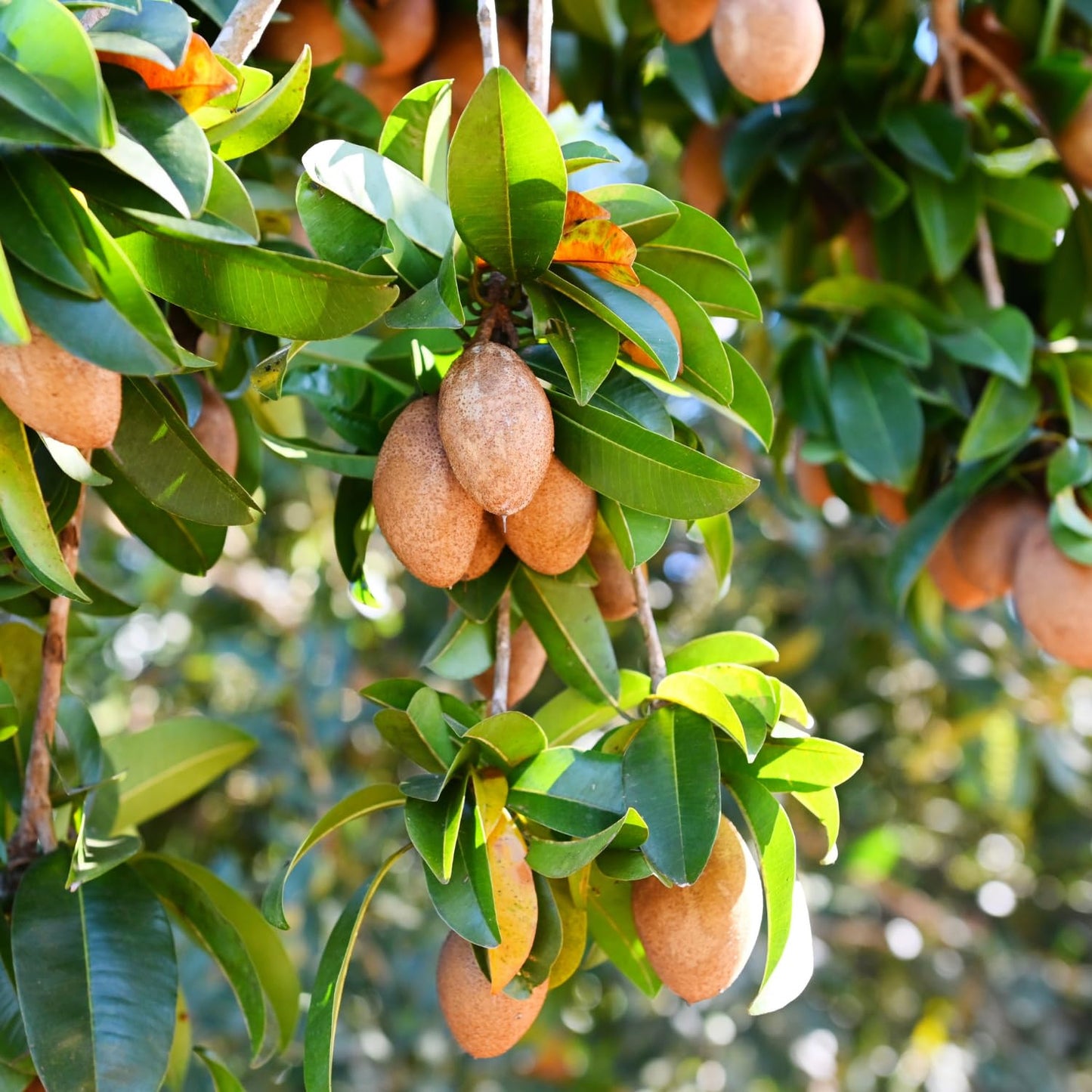 10 Sapodilla Tree Seeds, Sapote Fruit Seeds, Easy Grow Tropical Tree Starter