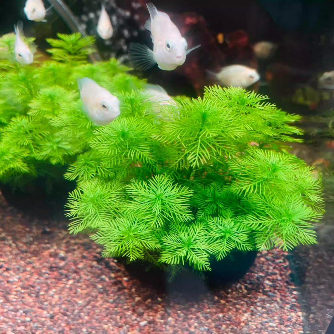 7 Green Cabomba Plants Live, Aquarium Plants Live, Live Cambomba Plant, 4 to 6 Inc Tall Aquatic Pond Plant