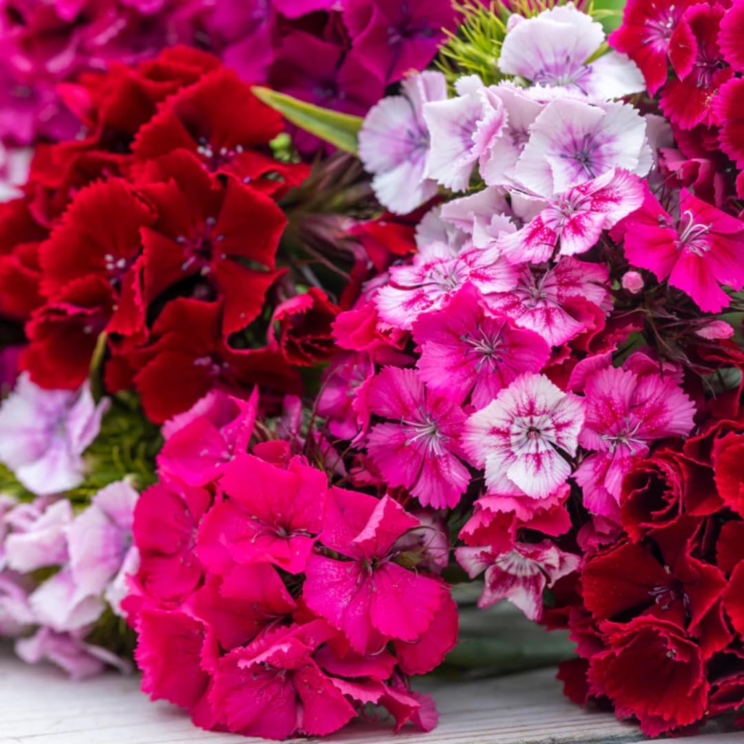 Random Color Dianthus Live Plant, Dianthus Carnation Perennial Plant Live, Very Fragrant Mixed Colors, Size 3-6 Inc in Pot