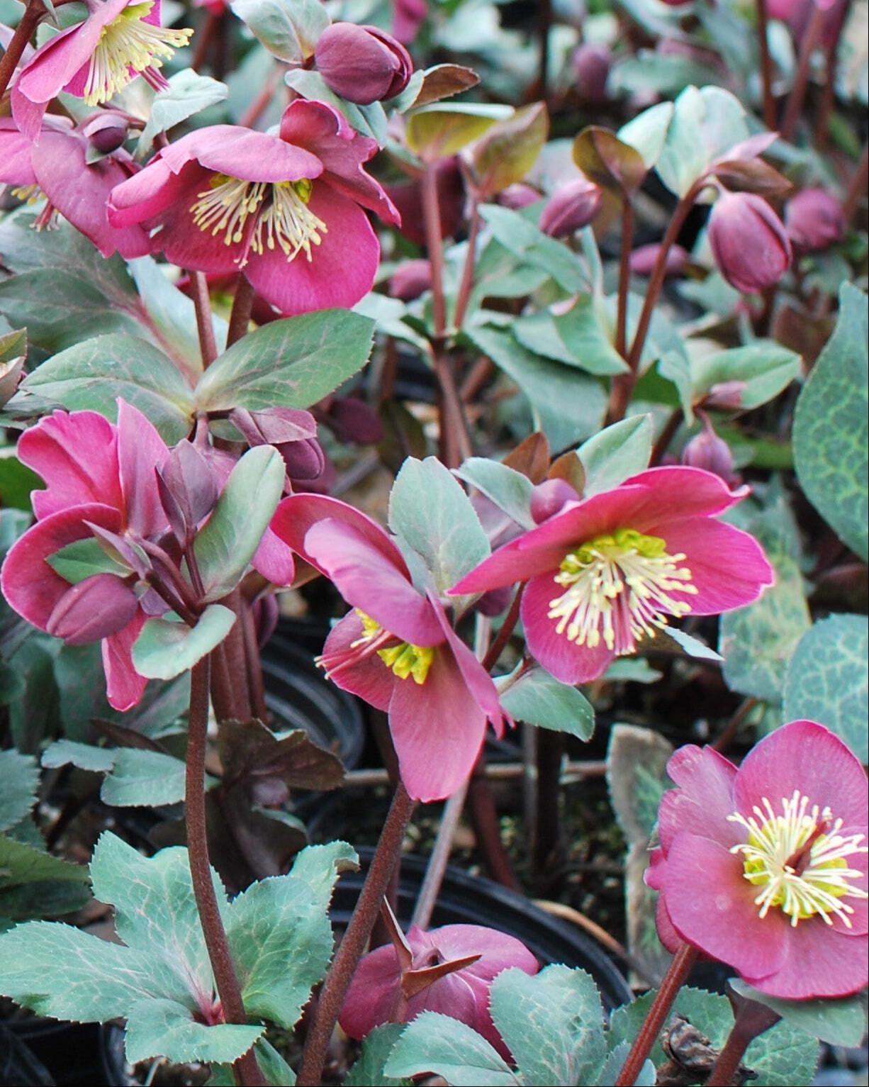Perennial Farm Marketplace Helleborus x Frostkiss® ‘Anna’s Red’ (Lenten Rose) Perennial, Size-#1 Container, Red Blooms Late Winter to Spring, Deer Resistant