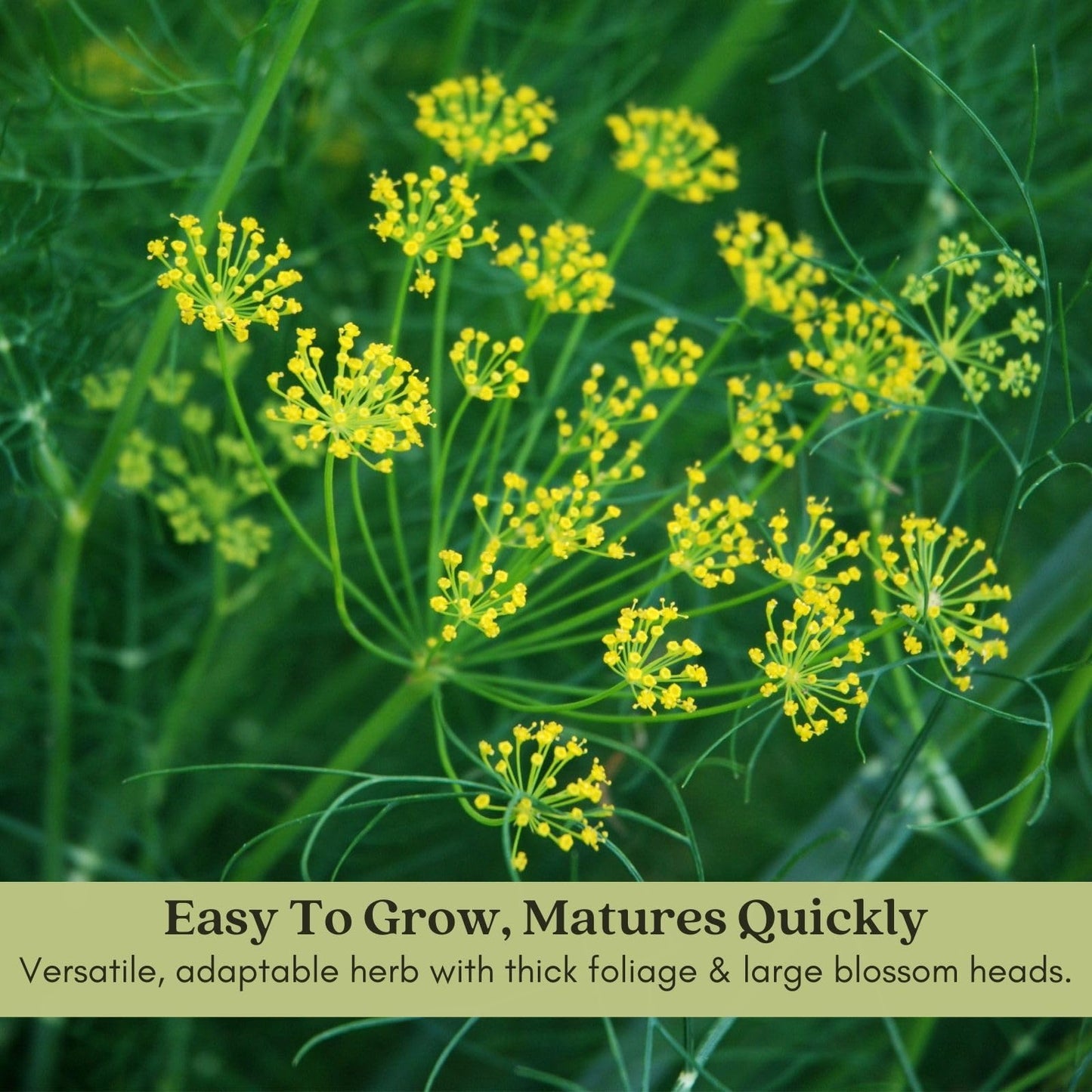 Clovers Garden Bouquet Dill Herb Plants – Two (2) Live Plants – Non-GMO - Not Seeds - Each 4" to 8" Tall – in 4" Inch Pots - Heirloom, Fragrant, Fast Growing