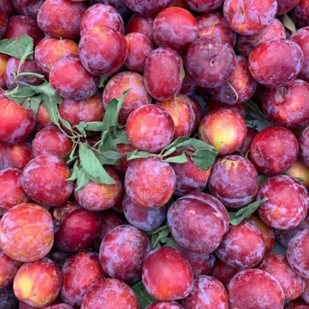 Santa Rosa Plum Tree 2-3 Feet Tall, Red Plum Tree Plant Live in 3 Gallon Pot, Tropical Plums Grafted Trees for Planting Outdoor Garden, No Ship to CA
