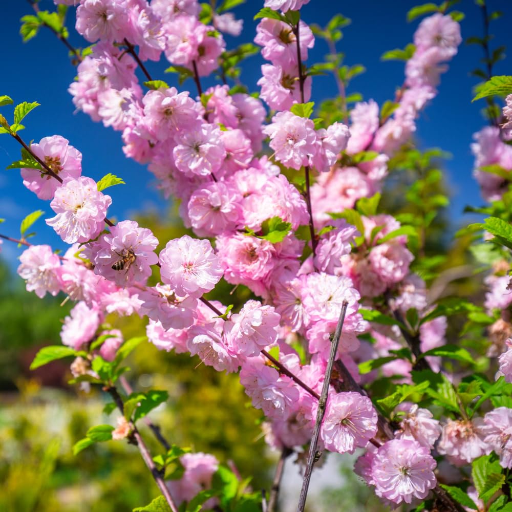 Flowering Almond Plant Tree Live, Flowering Plum Bush Live Ornamental Plant Double Pink Flower, 7 to 12 Inc Tall, Quart Potted