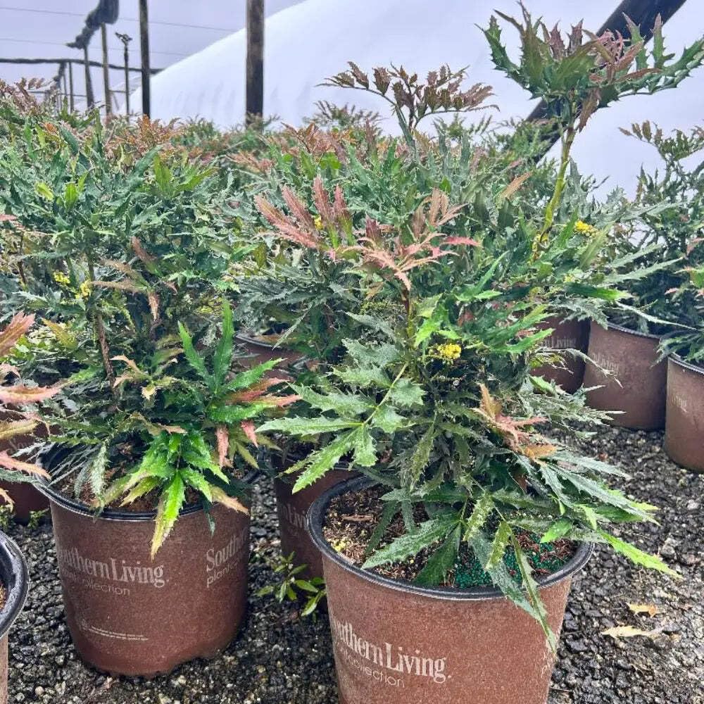 Mahonia Beijing Beauty (3 Gallon) - Compact Evergreen Shrub with Dark Green Spiny Leaves, Yellow Flowers, Part Sun to Full Shade