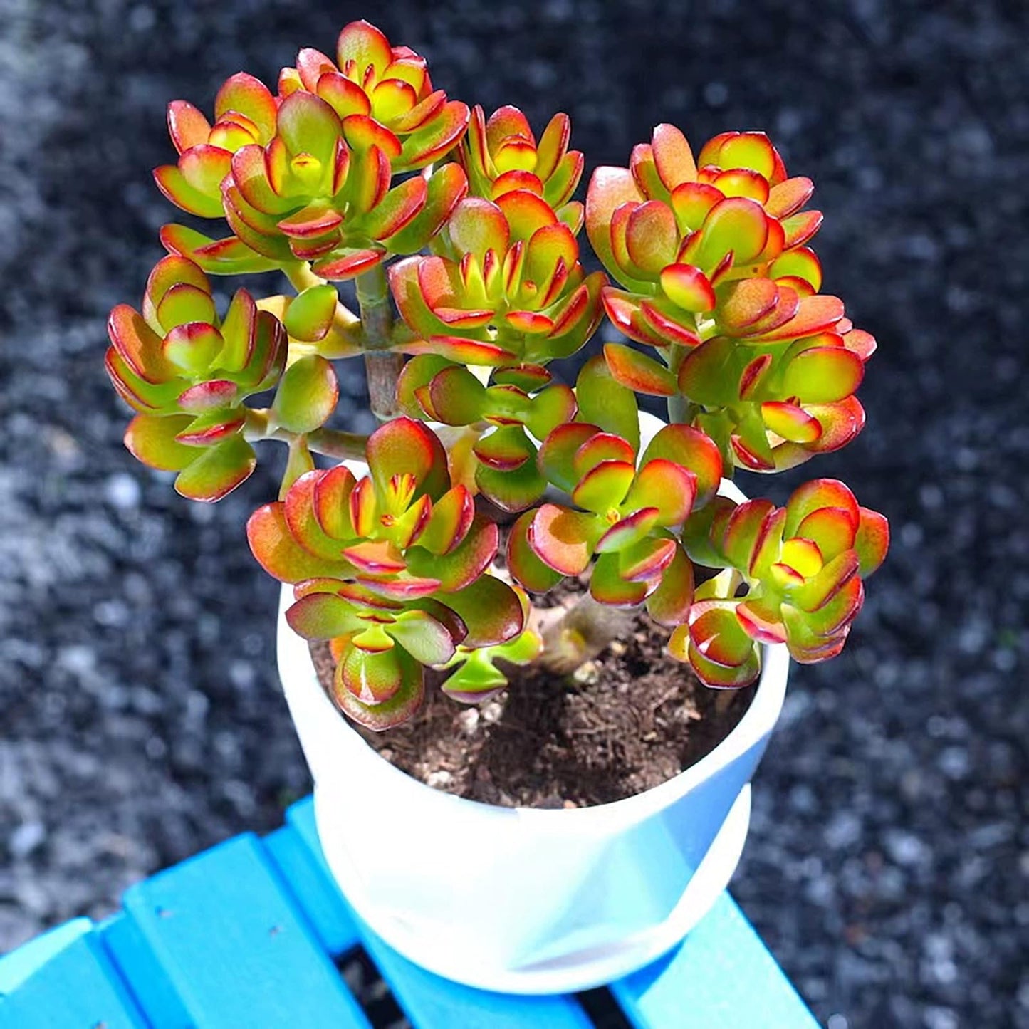 Sprout N Green Dwarf Jade with White Stripe Pot, Live Crassula Ovata Crosby's Compact, Rare Cute Succulent Plant in 4" Planter, Home Office Décor