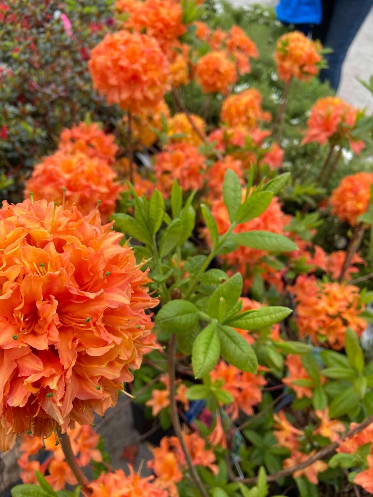 Live Plant - Mandarin Azalea Rhododendron Hybrid Starter Plant