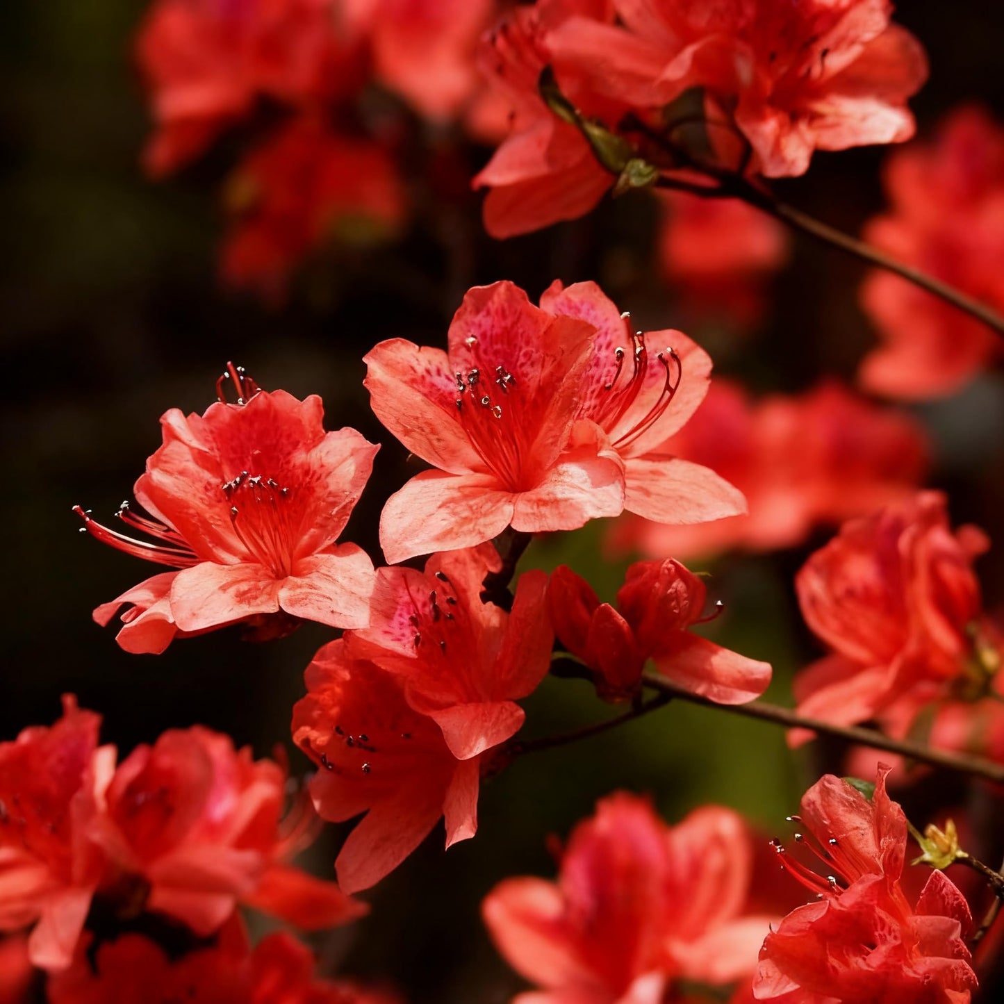 30 Azalea Seeds for Planting, Mixed Color Rhododendron Flower Seeds, Non-GMO Heirloom Azalea Seed for Home Garden Outdoor