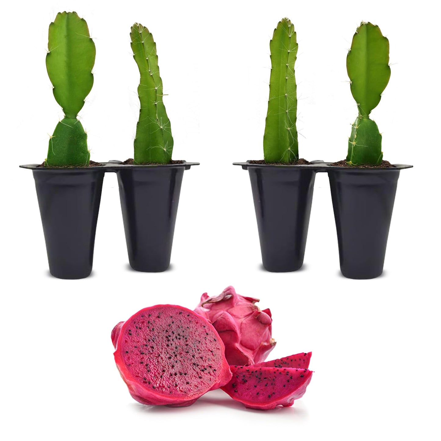 Dragon Fruit Edgar's Baby (4 Pack) | Real Live Fruit Plants for Sale | Rare Exotic Variety | Sweet Edible Fruit | Easy to Grow Live Plants for Organic Gardens. (Edgar's Baby)