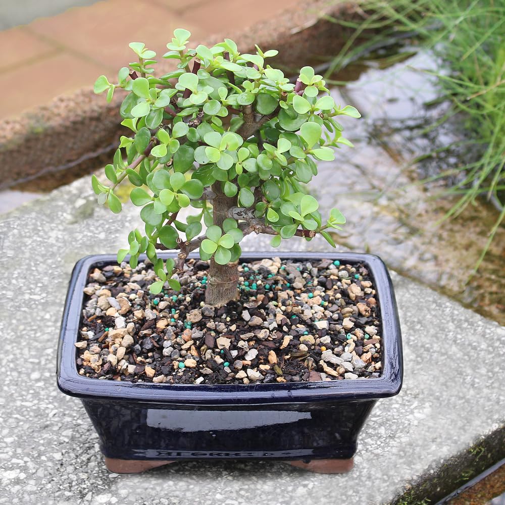 Brussel's Bonsai - Live Dwarf Jade Bonsai Tree in a Grower Bonsai Pot, Indoor Succulent Houseplant, 4 Years Old, 8-12 Inches Tall, Easy Care Plant for Home or Office (Medium, Green)