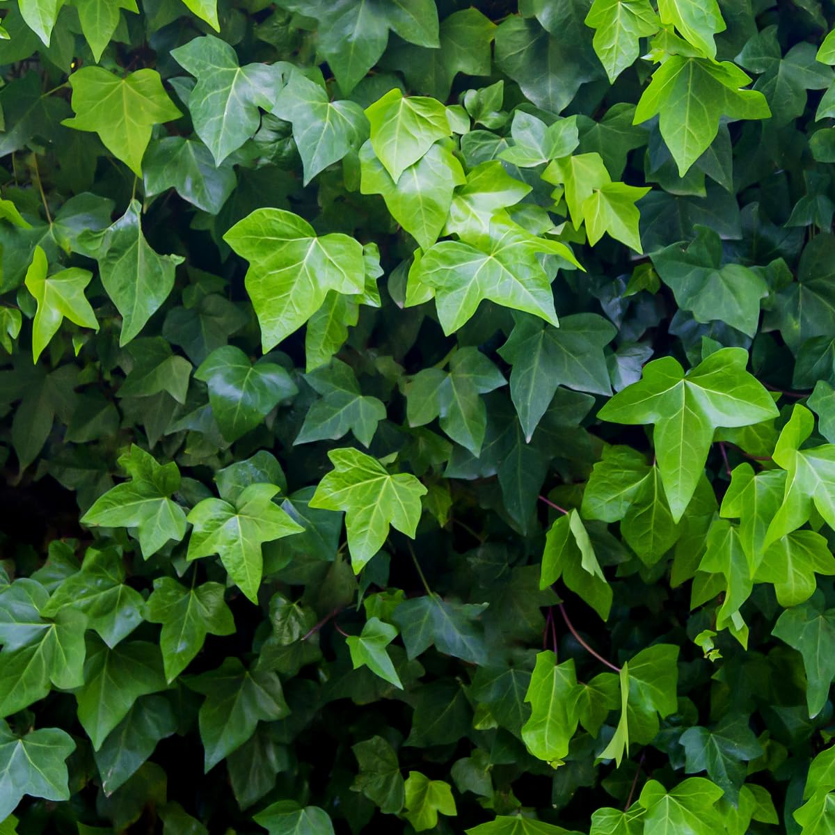 Green English Ivy Live Plant, Hardy Ivy Plants in 4 Inch Pot, Outdoor Indoor Garden